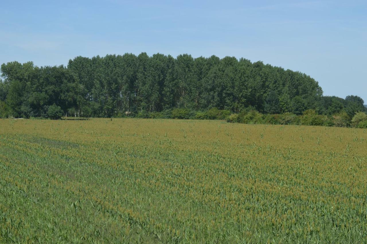 Gite Dans Le Vignoble De Bourgueil Le Port Boulet Екстериор снимка